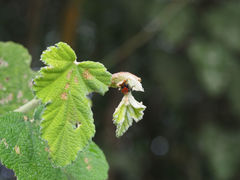 Attelabinae