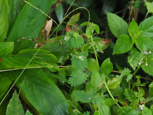 Smithia ciliata iNat (2)