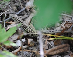 Aspidoscelis neotesselatus