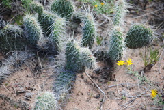 Opuntia polyacantha polyacantha