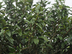 Ficus pumila awkeotsang