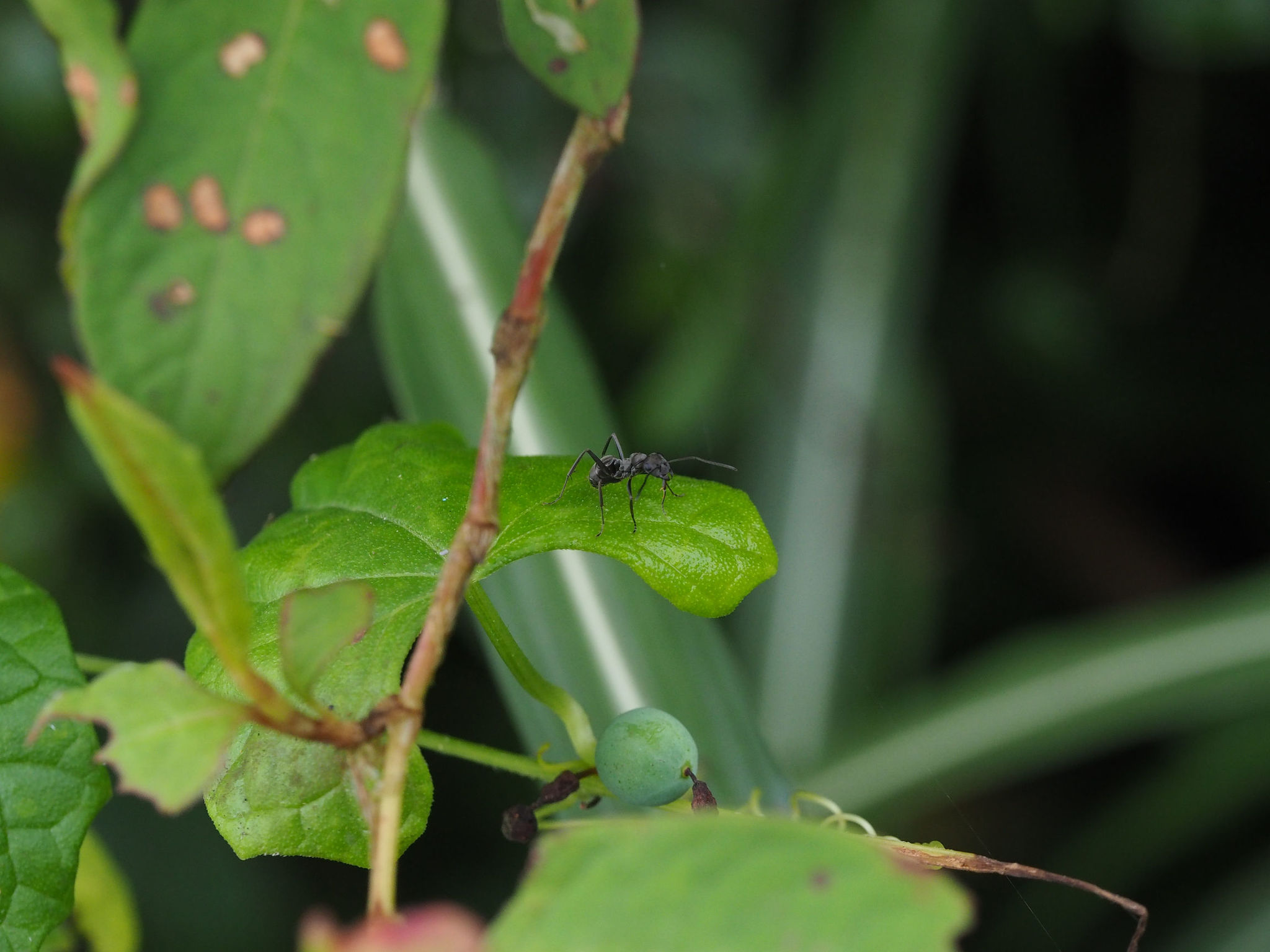 Formica japonica