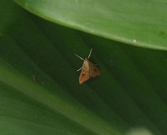 Udea ferrugalis