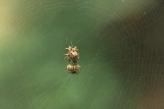 Micrathena horrida
