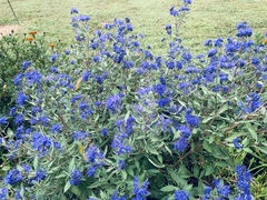 Caryopteris × clandonensis