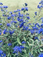Caryopteris × clandonensis