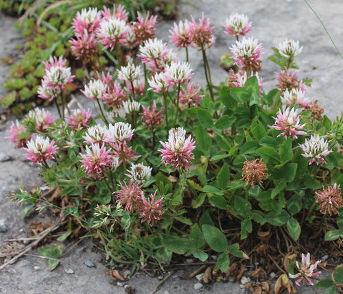 Caucasian Clover