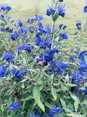 Caryopteris × clandonensis