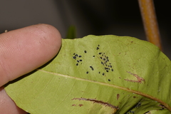 Aleurocanthus spiniferus