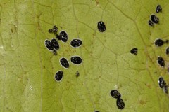 Aleurocanthus spiniferus