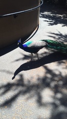 Pavo cristatus