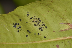 Aleurocanthus spiniferus
