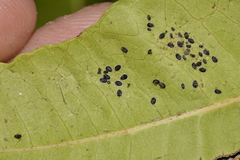 Aleurocanthus spiniferus