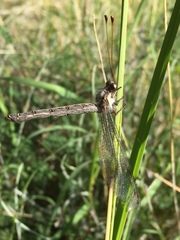 Ascaloptynx appendiculata