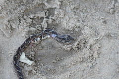 Palusophis bifossatus