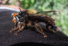 Laphria ephippium