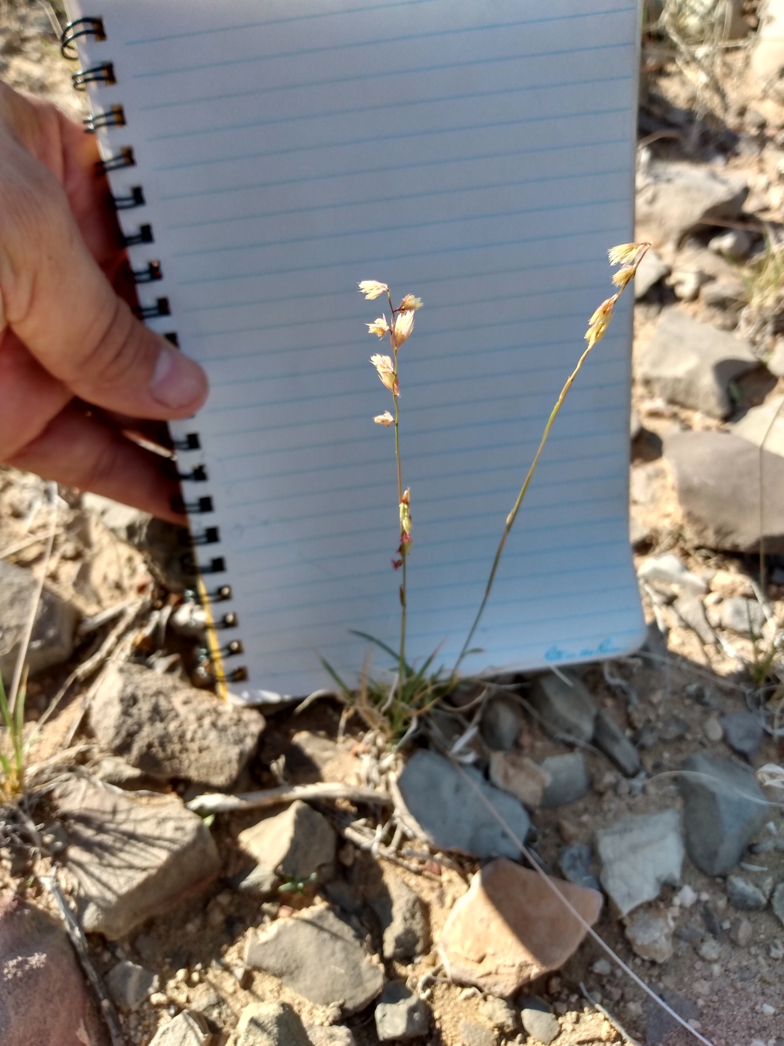 Bouteloua erecta