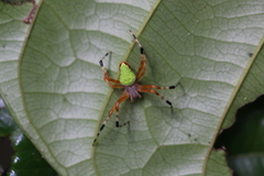 Eriophora nephiloides