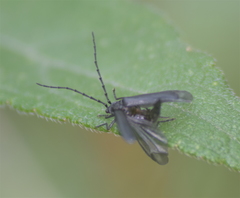 Silinae