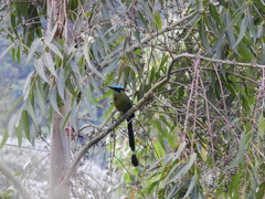 Momotus aequatorialis