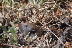 Thomomys monticola