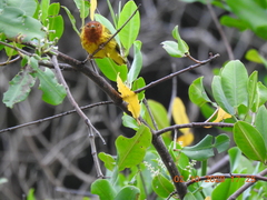 Setophaga petechia aequatorialis