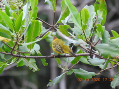 Setophaga petechia aequatorialis