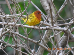 Setophaga petechia aequatorialis