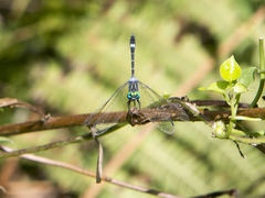 Micrathyria venezuelae