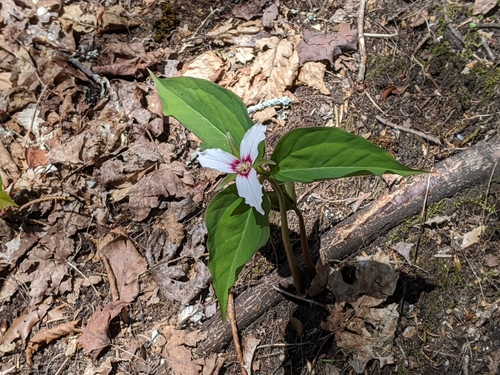 Ross Pond Trail