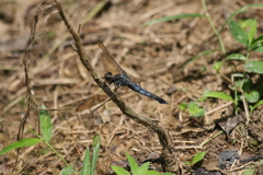 Orthetrum triangulare