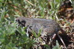 Thomomys monticola