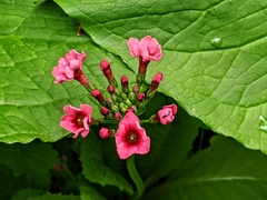 Primula japonica