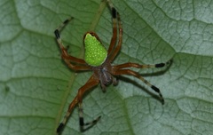 Eriophora nephiloides