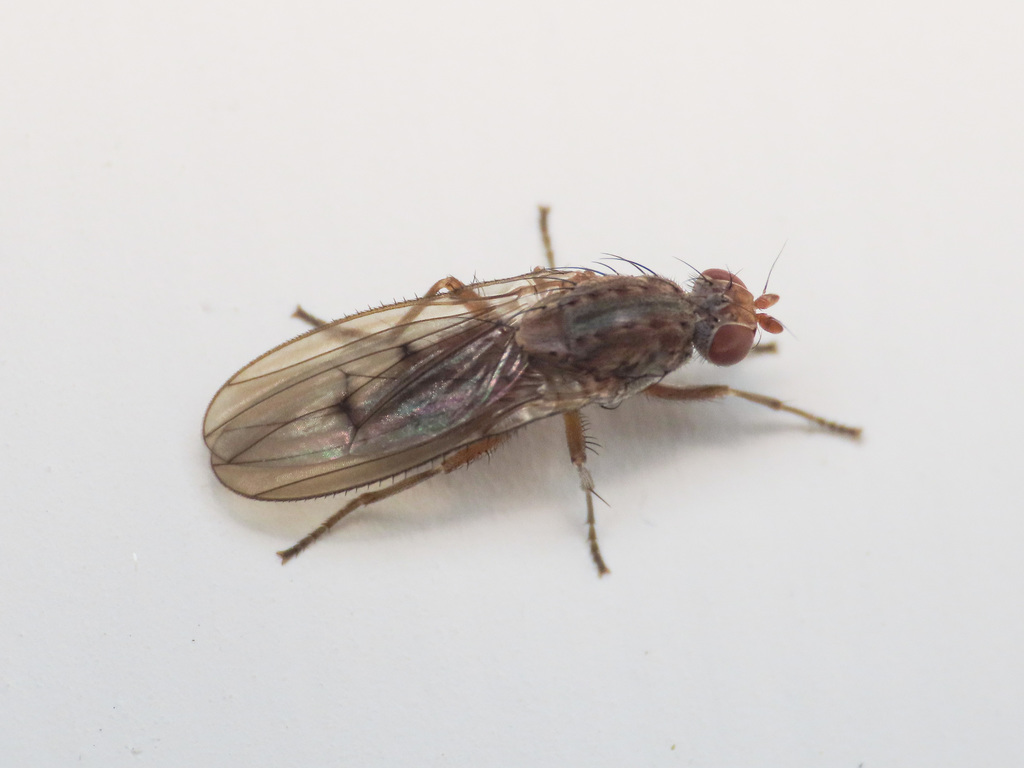 Suillia humilis