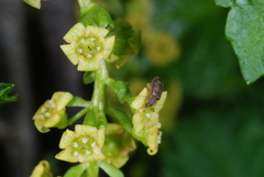 Ribes magellanicum