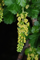 Ribes magellanicum