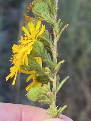 Deinandra floribunda