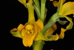 Chloraea alpina