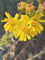 Deinandra floribunda