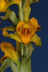 Chloraea alpina