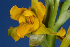 Chloraea alpina