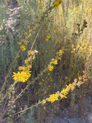 Deinandra floribunda