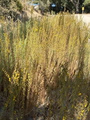 Deinandra floribunda