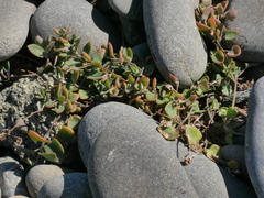 Chenopodium triandrum