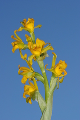 Chloraea alpina