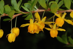 Berberis montana