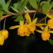Berberis montana - Photo (c) aacocucci, some rights reserved (CC BY-NC), uploaded by aacocucci