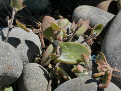 Chenopodium triandrum