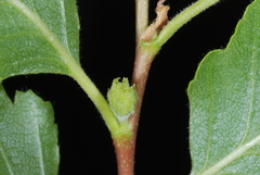 Nothofagus obliqua